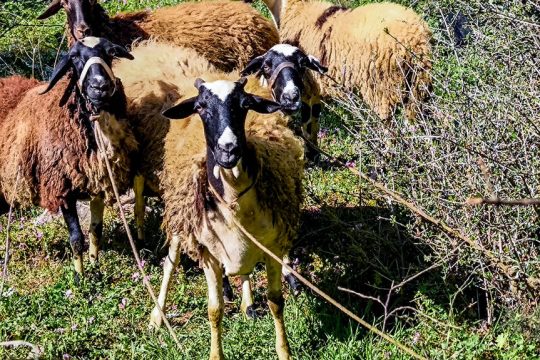 Αφθώδης στην Τουρκία φέρνει «πυρετό» στον Εβρο